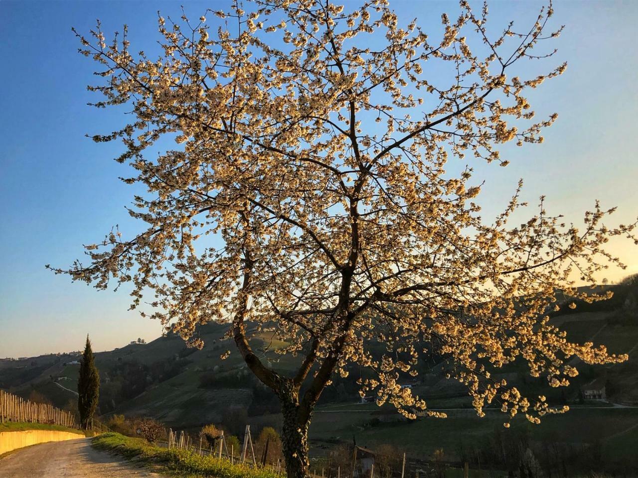 Panoramic Villa Garassino - Country Rooms And Fine Restaurant Treiso Exterior photo